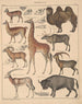 Illustrations pour l'Histoire naturelle générale d'Oken pour toutes les classes Pl138 - Lorenz Oken — näkymä teoksesta