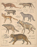 Illustrations pour l'Histoire naturelle générale d'Oken pour toutes les classes Pl140 - Lorenz Oken — näkymä teoksesta