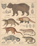 Illustrations pour l'Histoire naturelle générale d'Oken pour toutes les classes Pl141 - Lorenz Oken — näkymä teoksesta