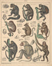 Illustrations pour l'Histoire naturelle générale d'Oken pour toutes les classes Pl142 - Lorenz Oken — näkymä teoksesta