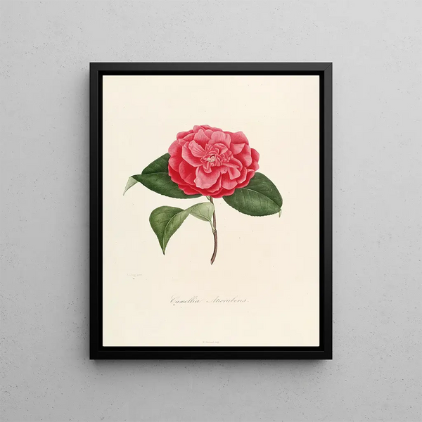 Lorenzo Berlse - Iconographie du genre Camellia Pl001.webp
