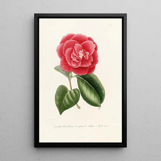 Lorenzo Berlse - Iconographie du genre Camellia Pl018.webp