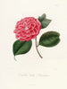 Iconographie du genre Camellia Pl024 - Lorenzo Bartolini — näkymä teoksesta