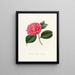 Iconographie du genre Camellia Pl024 - Lorenzo Bartolini — kehystetty taideteos seinällä
