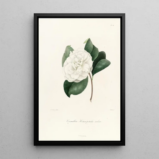 Lorenzo Berlse - Iconographie du genre Camellia Pl027.webp