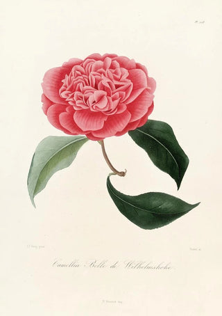Lorenzo Berlse - Iconographie du genre Camellia Pl028.webp