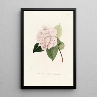 Lorenzo Berlse - Iconographie du genre Camellia Pl031.webp