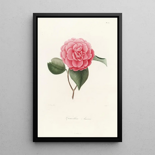 Lorenzo Berlse - Iconographie du genre Camellia Pl052.webp