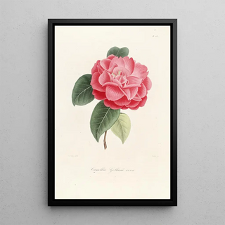 Lorenzo Berlse - Iconographie du genre Camellia Pl053.webp