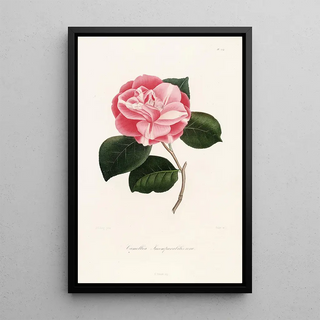 Lorenzo Berlse - Iconographie du genre Camellia Pl054.webp