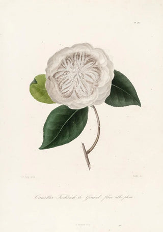 Lorenzo Berlse - Iconographie du genre Camellia Pl065.webp