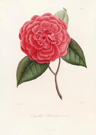 Lorenzo Berlse - Iconographie du genre Camellia Pl067.webp