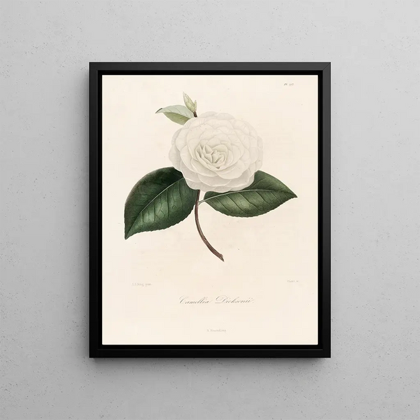 Lorenzo Berlse - Iconographie du genre Camellia Pl073.webp
