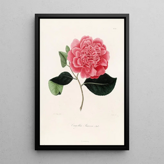 Lorenzo Berlse - Iconographie du genre Camellia Pl081.webp