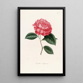Lorenzo Berlse - Iconographie du genre Camellia Pl082.webp