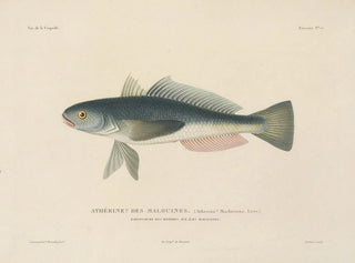 LouisIsidore Duperrey - Voyage autour du monde Pl024.webp