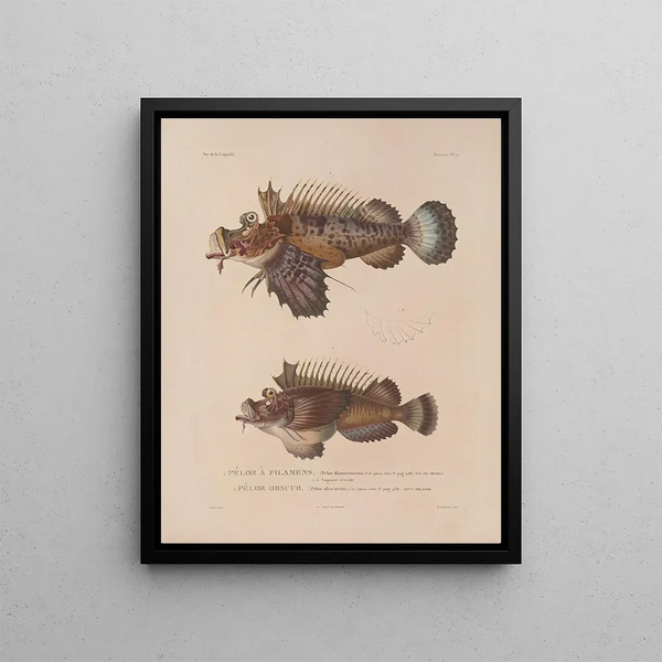 LouisIsidore Duperrey - Voyage autour du monde Pl028.webp