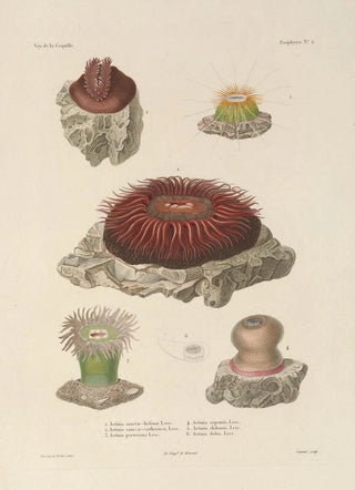 LouisIsidore Duperrey - Voyage autour du monde Pl089.webp