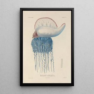 LouisIsidore Duperrey - Voyage autour du monde Pl091.webp