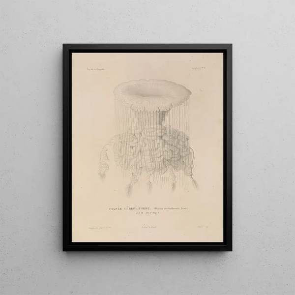 LouisIsidore Duperrey - Voyage autour du monde Pl097.webp
