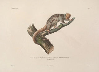 LouisIsidore Duperrey - Voyage autour du monde Pl108.webp