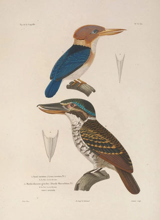 LouisIsidore Duperrey - Voyage autour du monde Pl136.webp