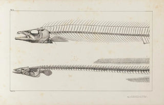 Louis Agassiz - Recherches sur les poissons fossiles Pl004.webp