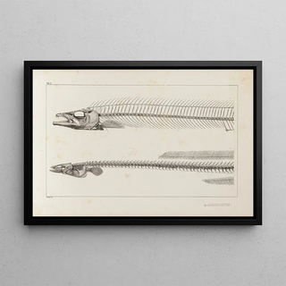 Louis Agassiz - Recherches sur les poissons fossiles Pl004.webp