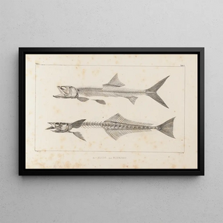 Louis Agassiz - Recherches sur les poissons fossiles Pl008.webp