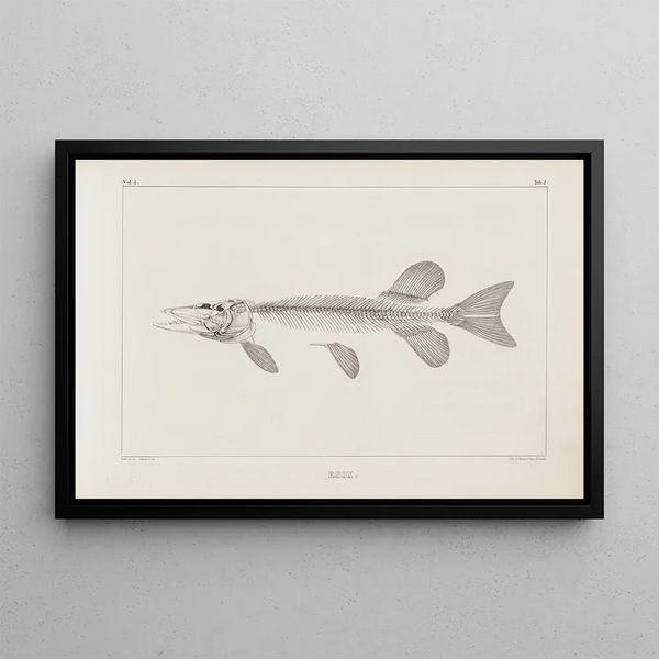 Louis Agassiz - Recherches sur les poissons fossiles Pl010.webp