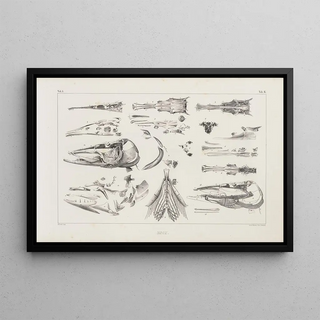 Louis Agassiz - Recherches sur les poissons fossiles Pl011.webp