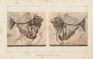 Louis Agassiz - Recherches sur les poissons fossiles Pl015.webp