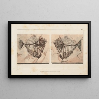 Louis Agassiz - Recherches sur les poissons fossiles Pl015.webp