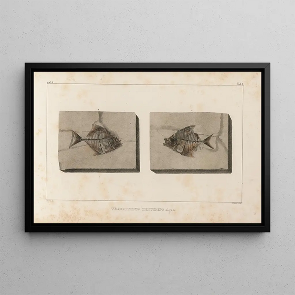 Louis Agassiz - Recherches sur les poissons fossiles Pl020.webp
