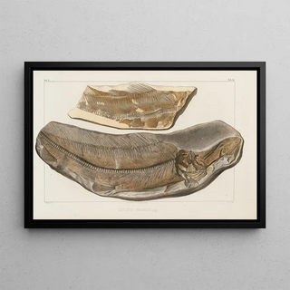 Louis Agassiz - Recherches sur les poissons fossiles Pl032.webp