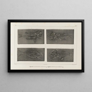Louis Agassiz - Recherches sur les poissons fossiles Pl035.webp