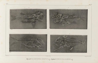 Louis Agassiz - Recherches sur les poissons fossiles Pl035.webp