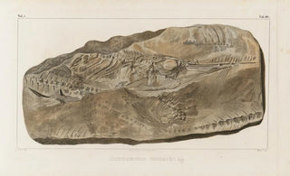 Louis Agassiz - Recherches sur les poissons fossiles Pl048.webp