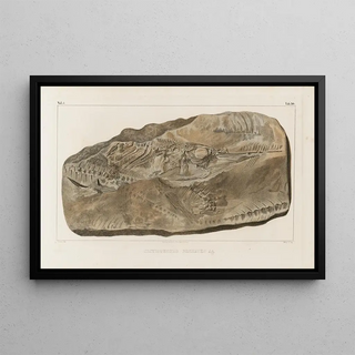 Louis Agassiz - Recherches sur les poissons fossiles Pl048.webp