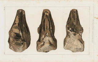 Louis Agassiz - Recherches sur les poissons fossiles Pl049.webp