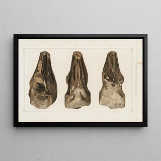 Louis Agassiz - Recherches sur les poissons fossiles Pl049.webp