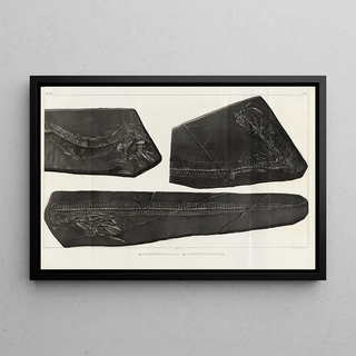 Louis Agassiz - Recherches sur les poissons fossiles Pl058.webp