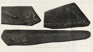 Louis Agassiz - Recherches sur les poissons fossiles Pl058.webp