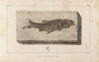 Louis Agassiz - Recherches sur les poissons fossiles Pl073.webp