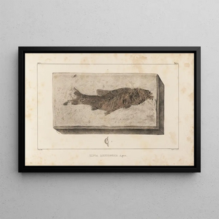 Louis Agassiz - Recherches sur les poissons fossiles Pl073.webp