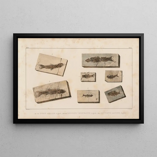 Louis Agassiz - Recherches sur les poissons fossiles Pl078.webp