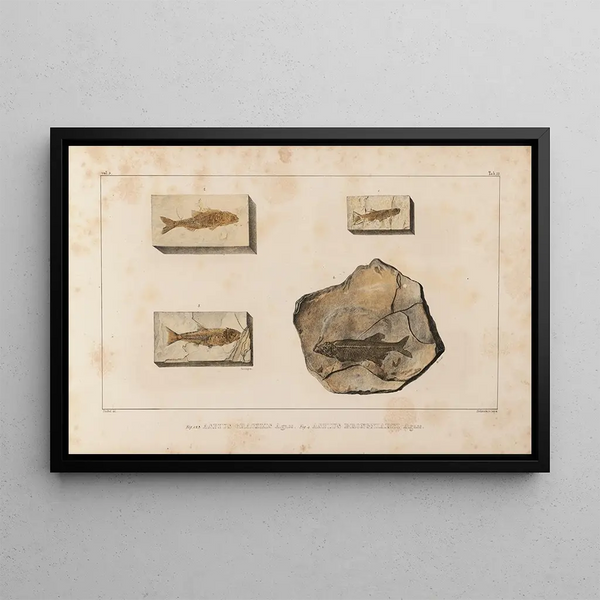 Louis Agassiz - Recherches sur les poissons fossiles Pl079.webp