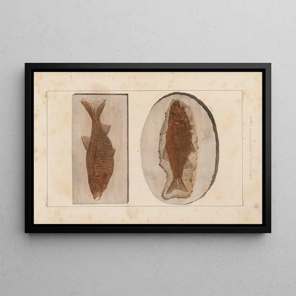 Louis Agassiz - Recherches sur les poissons fossiles Pl082.webp
