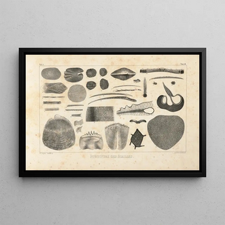Louis Agassiz - Recherches sur les poissons fossiles Pl100.webp