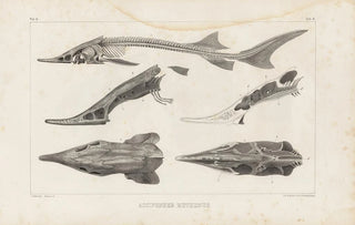 Louis Agassiz - Recherches sur les poissons fossiles Pl110.webp